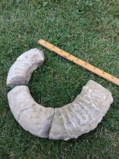 large ammonite fossil for sale large ammonite fossil for sale AYLESBURY