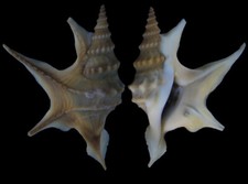 Concha do mar: Aporrhais pespelecani 39,4 mm F+++ (da Itália) comprar usado  Enviando para Brazil