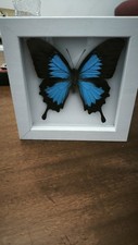 Lot cadres papillon d'occasion  Toul