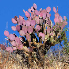 Opuntia santa rita for sale  GODALMING