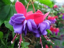 Fuchsia double large for sale  SWANLEY