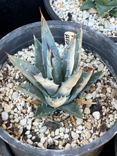 Agave utahensis var. for sale  Salt Lake City
