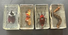 Real life bugs for sale  WALSALL