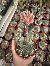 Tiger aloe variegata for sale  Garden Grove