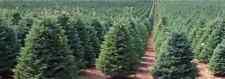 Noble fir christmas for sale  TRURO