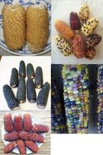 Mais poppmais korn gebraucht kaufen  Dargun
