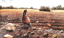 Pheasants feeding stubble. for sale  NELSON