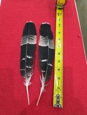 Z43 pen raised for sale  Hill City