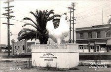 Rppc giant chicken for sale  La Mesa
