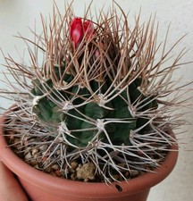 Gymnocalycium tillianum vaso usato  Modena