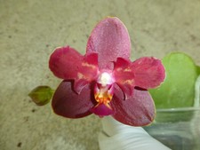 Fragrant orchid phalaenopsis for sale  Fullerton