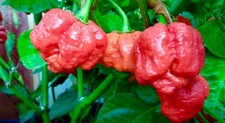 Red trinidad scorpion for sale  SUDBURY
