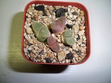 dry live rock for sale dry live rock for sale El Cajon