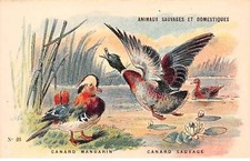 Chromos cor12136 animaux d'occasion  France