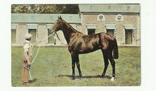 derby horses for sale  MINEHEAD