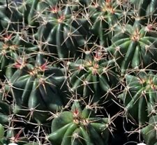 Ferocactus gracilis fire for sale  Stockton