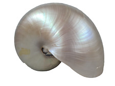 Nautilus sea shell for sale  CAMBRIDGE