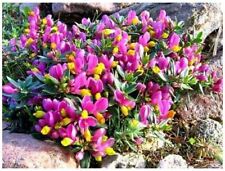 Pack shrub polygala for sale  PRESTON