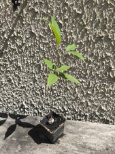 Plant leetchi d'occasion  Blagnac