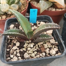 Agave titanota black usato  Porto Cesareo