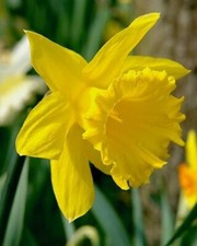 King alfred 3kg for sale  ANNAN
