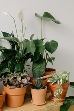 Tropical house plant for sale Tropical house plant for sale  STOKE-ON-TRENT