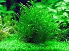 Fontinalis antipyretica bunch for sale  MARKET RASEN