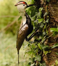 Metal woodpecker garden for sale  CHELTENHAM