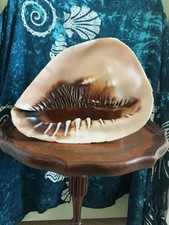 Huge cassidae cassis for sale  Stuart
