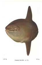Beautiful common sunfish for sale  FORDINGBRIDGE