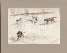 Lucy dawson springer for sale  SPALDING