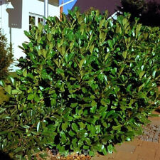 Alloro ciliegia rotundifolia usato  Spedire a Italy