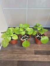 Swedish ivy begonia for sale  LONDON