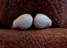 Elk ivory for sale  Dubois