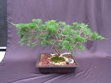 Year old savin for sale  Freeport