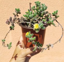 particolare vaso usato  Barcellona Pozzo di Gotto