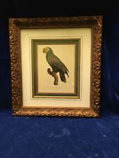 Vintage amazone tete for sale  Kemp