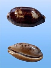 Cypraea testudinaria penang usato  Roma