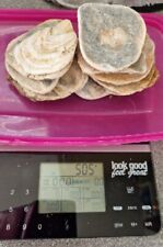 Natural sea shells for sale  HASTINGS