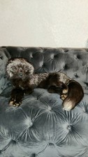 Gorgeous taxidermy silver for sale  BIRMINGHAM