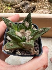Ariocarpus bravoanus own usato  Valdastico