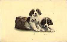 Hunde welpe bernhardiner gebraucht kaufen  Berlin