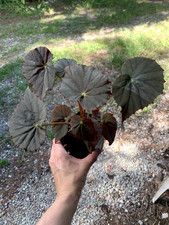 Caribbean corsair begonia for sale  Loxahatchee