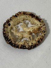 Alte hirschhornrosen hirschros gebraucht kaufen  Rosenheim
