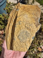 Lovely found trilobite for sale  NORWICH