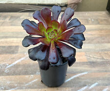 Black rose succulent for sale  PAR