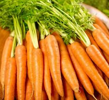 Organic vegetable carrot for sale  DEWSBURY