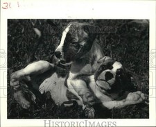1985 press photo for sale  Memphis
