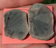 Plant fossil carboniferous for sale  Stephensport