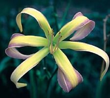 String bikini daylilies for sale  Portland